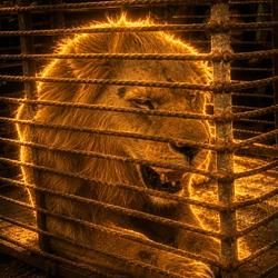 Simba