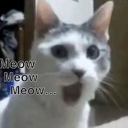 MEOW