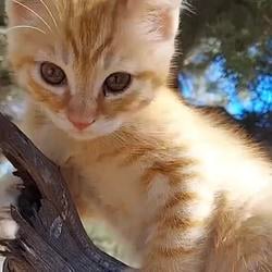 Kitty