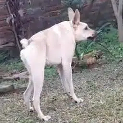 Perro / SOL