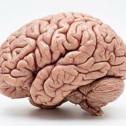 IQ