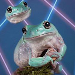 FROGNASTIC / SOL
