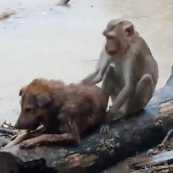 rescue