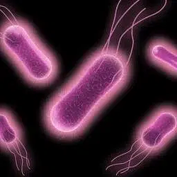Salmonella / SOL