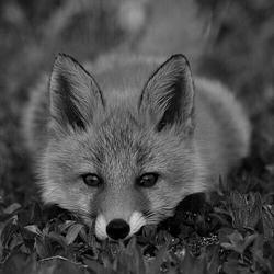 FOXIE
