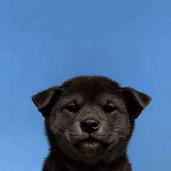NiggerInu