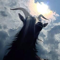 GOAT / SOL