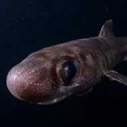 Bulbosus