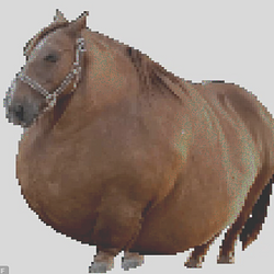 🐴🧁 / SOL