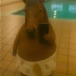 Horse
