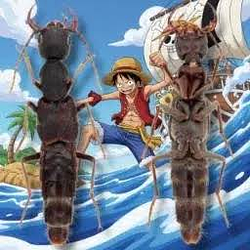LUFFY / SOL