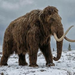 Mammoth