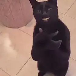 GeegCat