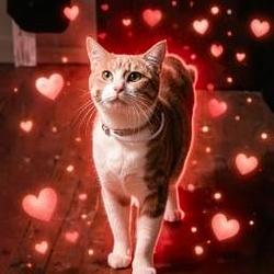 LOVESTRUCK / SOL