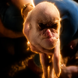 PigMan / SOL
