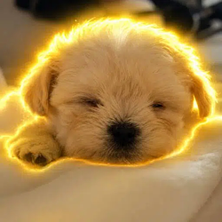 Pponyo / SOL