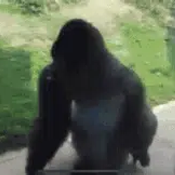 Spinning Gori