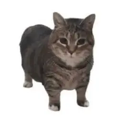 Cute Animal Tek