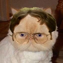 SCHRUTECAT / SOL