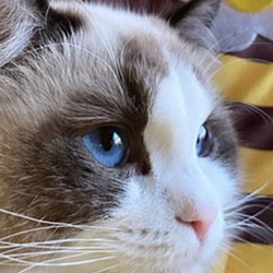 METACAT