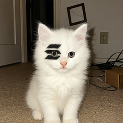Solacat