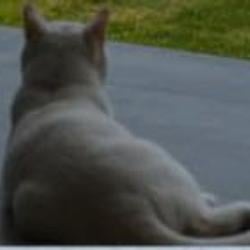 CAT / BNB