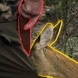 deer hello / SOL