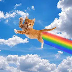 FARTCAT / SOL