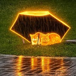 RainCats