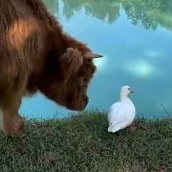 Bestfriends