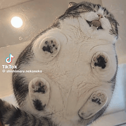 FlatCat