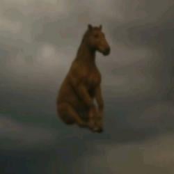 horsefly / SOL