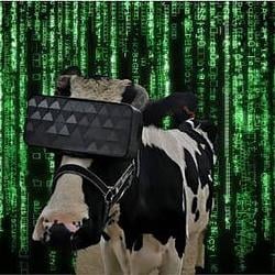MOO / SOL