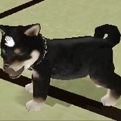 vrdog