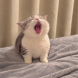 POPCAT