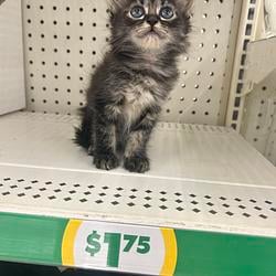 CLEARANCE