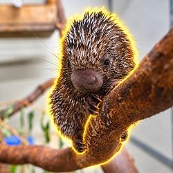 BRAMBLE
