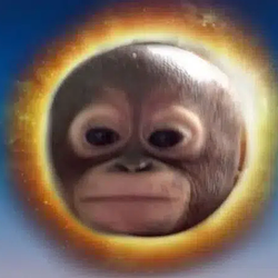 budi / SOL