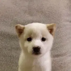 bob