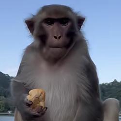 orangutan
