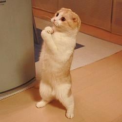 Lolcat logo
