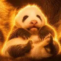 Zhu Bao