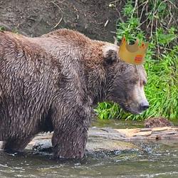 BEARGER