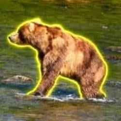 $Bear