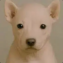 Rawdog