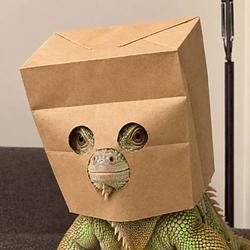 zGUANA
