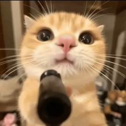 Puss / SOL