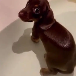 fartdog / SOL