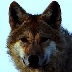 THE WOLF KING SETTLement Stack