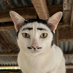 Chudcat